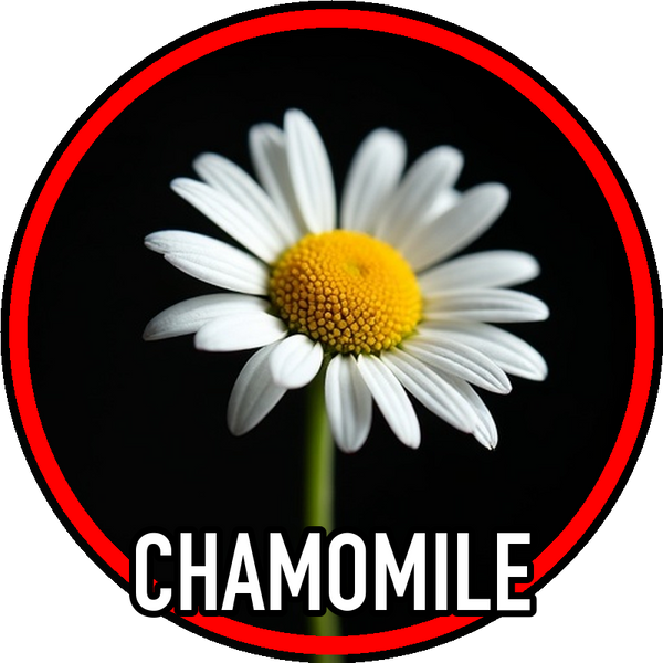 Chamomile