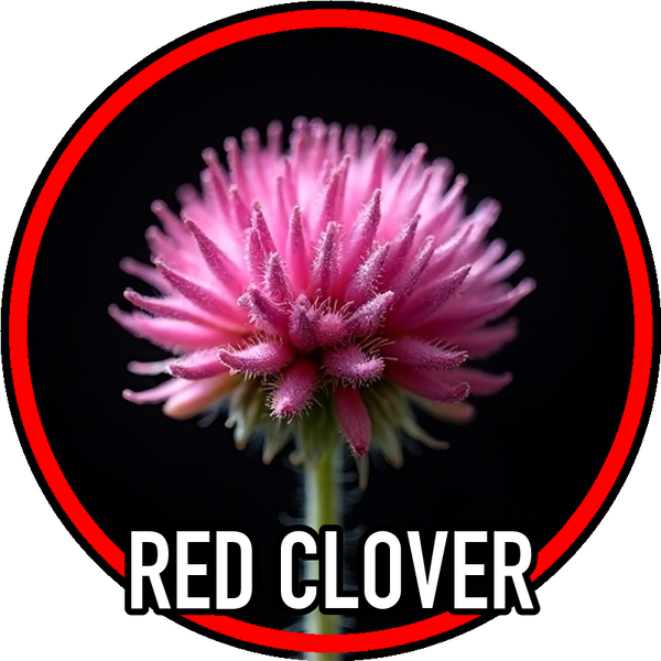 Red Clover