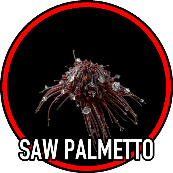 saw_palmetto