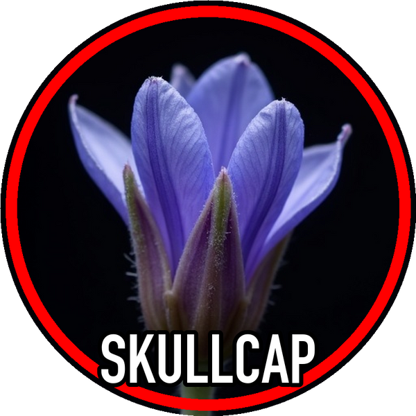 Skullcap