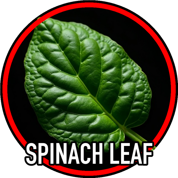 Spinach Leaf