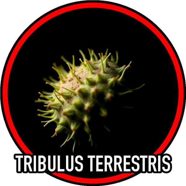 tribulus_terrestris