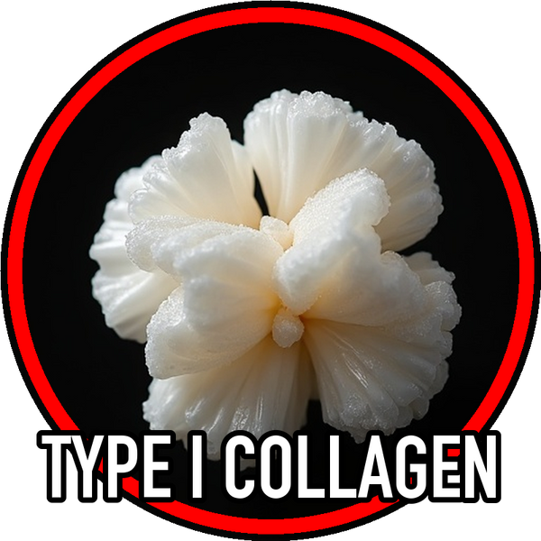 Type I Collagen